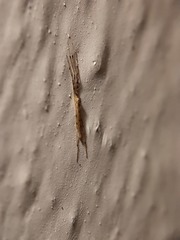 Styringomyia