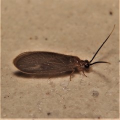 Sisyra terminalis