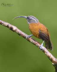 Pomatorhinus superciliaris