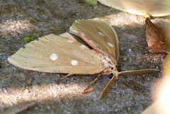 Tinolius eburneigutta