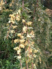 Acacia riceana