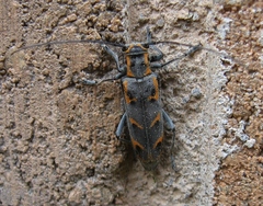 Saperda tridentata