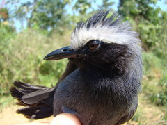 Myrmoborus leucophrys