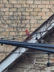 Cardinalis cardinalis