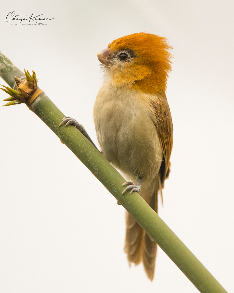 Rufous-headed Parrotbill photo
