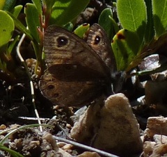 Lasiommata petropolitana