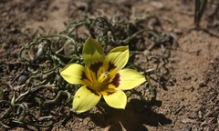Romulea tortuosa