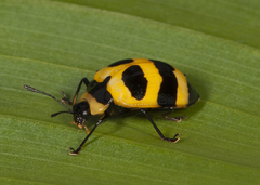 Oligocorynus jansoni