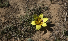 Romulea tortuosa