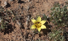 Romulea tortuosa