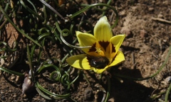 Romulea tortuosa