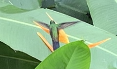 Saucerottia cyanifrons