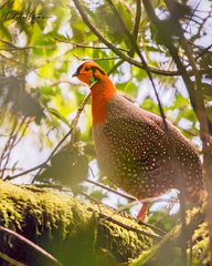 Tragopan blythii