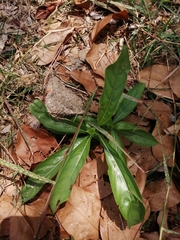 Elephantopus mollis