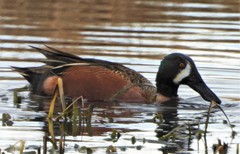 Spatula clypeata × cyanoptera