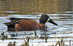 Spatula clypeata × cyanoptera