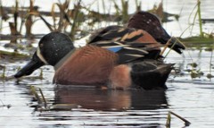 Spatula clypeata × cyanoptera
