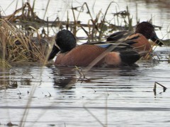 Spatula clypeata × cyanoptera