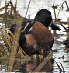 Spatula clypeata × cyanoptera
