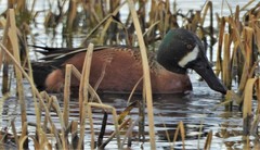 Spatula clypeata × cyanoptera