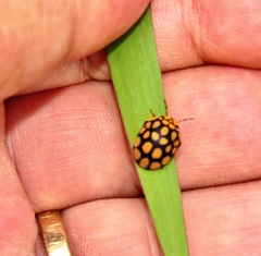 Steganocerus multipunctatus