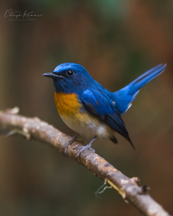 Cyornis rubeculoides