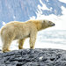 Polar Bear - Photo (c) Allan Hopkins, some rights reserved (CC BY-NC-ND)