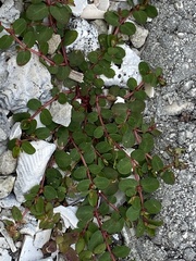 Euphorbia blodgettii