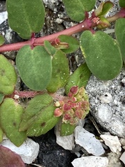 Euphorbia blodgettii