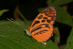 Heliconius pardalinus maeon