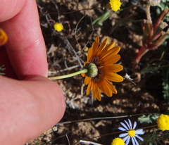 Ursinia calenduliflora