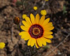 Ursinia calenduliflora