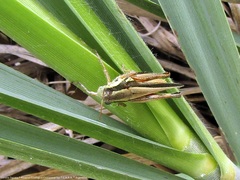 Dichroplus elongatus
