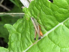 Amblytropidia australis