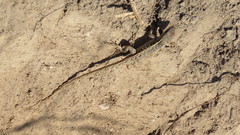 Sceloporus squamosus