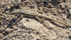 Sceloporus squamosus