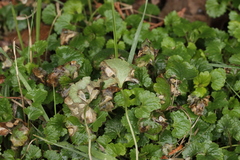 Ramularia glechomatis