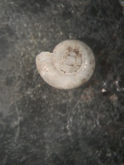 Glyphyalinia