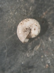 Glyphyalinia