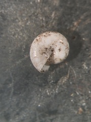 Glyphyalinia