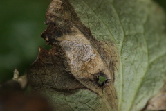 Ramularia glechomatis