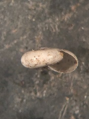 Glyphyalinia