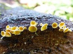 Lachnellula agassizii