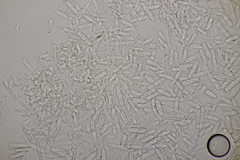 Ramularia glechomatis