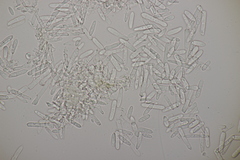 Ramularia glechomatis