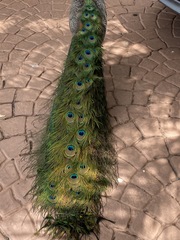 Pavo