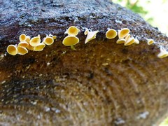 Lachnellula agassizii