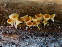 Lachnellula agassizii