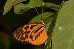 Heliconius pardalinus maeon