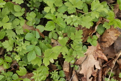 Puccinia adoxae